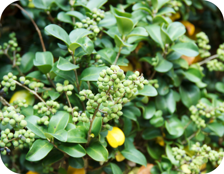 Description of image